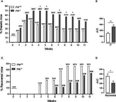 Global Deletion of the Prolactin Receptor Aggravates Streptozotocin-Induced Diabetes in Mice